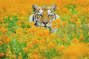 Wiht: Bengal Tiger - in orange mustard flowers