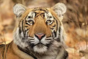 Madhopur: Bengal Tiger (Panthera tigris), portrait, Ranthambore