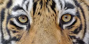Madhopur: Bengal Tiger (Panthera tigris), close up of the