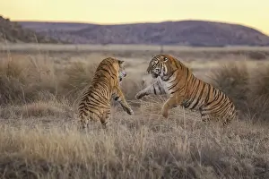 Rarest: Bengal Tiger (Panthera tigris) two females fighting