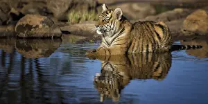 Float: Bengal Tiger (Panthera tigris) immature bathing in waterhole