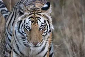 Bandhavgarh: Bengal tiger (Panthera tigris tigris), Natural Reserve