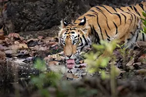 Rive: Bengal tiger (Panthera tigris tigris), Natural Reserve