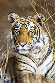 District: Bengal tiger (Panthera tigris tigris), tigress Mutschili