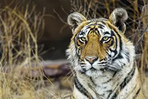 District: Bengal tiger (Panthera tigris tigris), tigress Mutschili