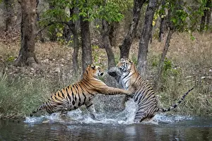 Aggressiveness: Bengal tiger (Panthera tigris tigris) fighting in