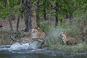 Aggressiveness: Bengal tiger (Panthera tigris tigris) fighting in