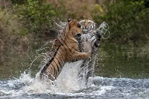 Aggressiveness: Bengal tiger (Panthera tigris tigris) fighting in