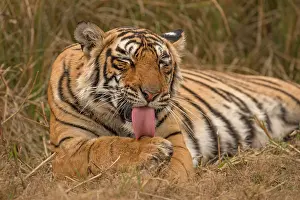 Licks: Bengal Tiger (Panthera tigris tigris), grooming