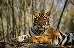 Madhya: Bengal tiger (Panthera tigris tigris) resting o