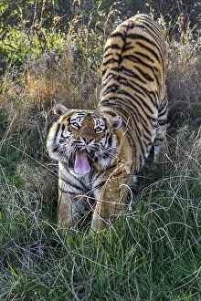 Karoo: Bengal Tiger (Panthera tigris tigris) stretchin