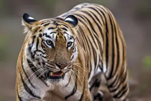 Tadoba: Bengal Tiger (Panthera tigris Tigris) walking