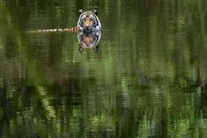 Bathe: Bengal tiger (Panthera tigris tigris) in water