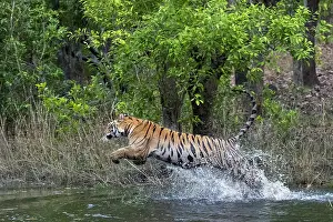 Dynamics: Bengal tiger (Panthera tigris tigris) in water