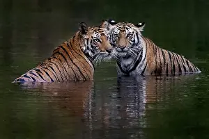 Bathe: Bengal tiger (Panthera tigris tigris) in water