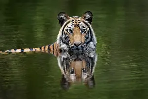 Bengal: Bengal tiger (Panthera tigris tigris) in water