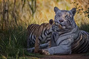 Morph: Bengal Tiger (Panthera tigris) white morph mother
