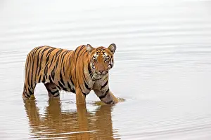 Tadoba: Bengal Tiger resting in the water