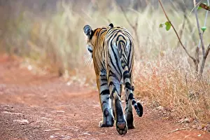 Tadoba: Bengal Tiger on the road