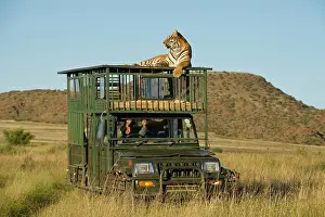 Canyons: Bengal tiger searching for prey atop safari