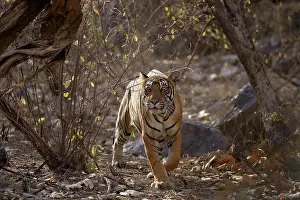 Peeping: Bengal Tiger stalking
