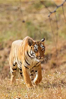 Tadoba: Bengal Tiger walking
