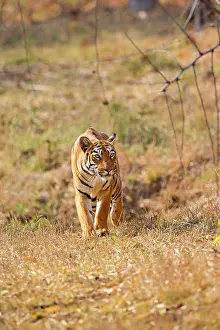 Tadoba: Bengal Tiger walking