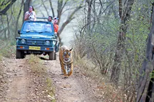 Tours: Bengal Tiger walking in front of a a jeep with tourists