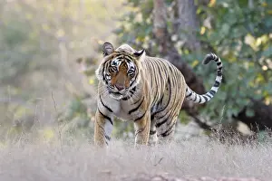 Sawai: Bengal Tiger walking in grass
