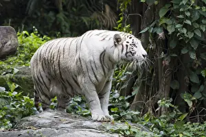 Singapore: Bengal Tiger - white form Panthera tigris Singapore