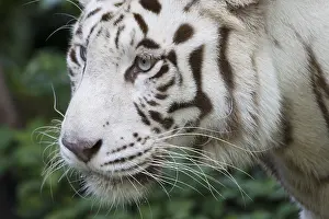 Singapore: Bengal Tiger - white form Panthera tigris Singapore