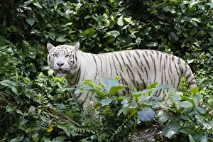 Singapore: Bengal Tiger - white form Panthera tigris Singapore
