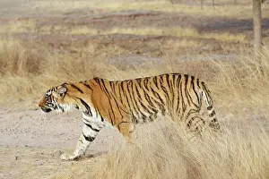 Tigresses: Bengal Tigress - Large cub; going into a stalk