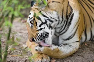 Tigress: Bengal tigress licking paw, early morning