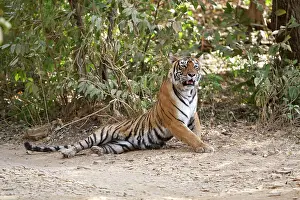 Tigress: Bengal Tigress - Lying down