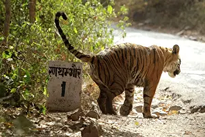 Tigresses: Bengal tigress marking the kilometre post