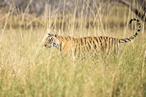 Tigress: Bengal tigress (Panthera tigris tigris) in long