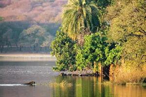 Tigress: Bengal tigress swimming across Lake Rajbagh