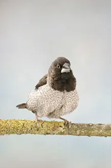 Bred: Bengalese Finch - front view, captive bred, chocolate