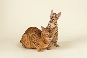 Patterned: Bengals, lively kitten with fatigued mother