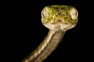 Colubrinae: Bengkulu cat snake (Boiga bengkuluensis), on bla