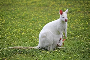 Joey: Bennett Wallaby, albino, adult female with joey