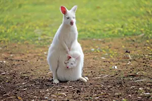 Joey: Bennett Wallaby, albino, adult female with joey