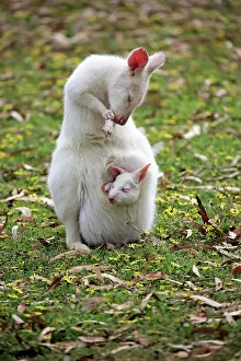 Wallaby: Bennett Wallaby, albino, adult female with joey