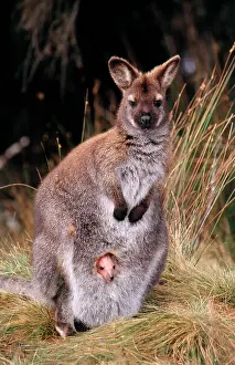 Rufogriseus: BennettIs / Red-necked Wallaby - Young baby in pouch