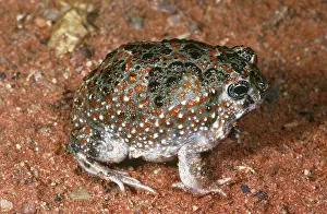 Crucifix: Bennett's Burrowing Frog (Notaden bennetti)