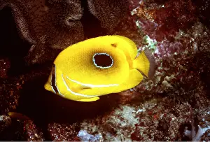 Valerie & Ron Taylor: Bennett's Butterfly Fish