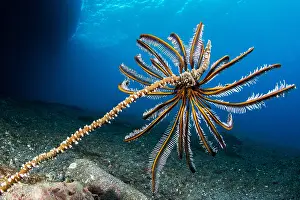 Comatulida: Bennett's Feather Star (Anneissia bennetti) on a