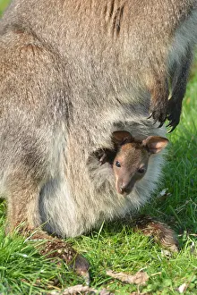 Joey: Bennett's Wallaby / red-necked wallaby with