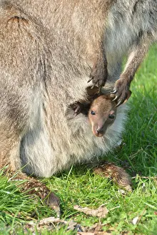 Joey: Bennett's Wallaby / red-necked wallaby with